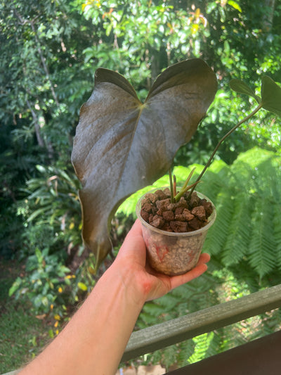 Anthurium Moody Hybrid "Wavy"