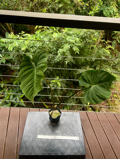 Philodendron Zeus - Large!