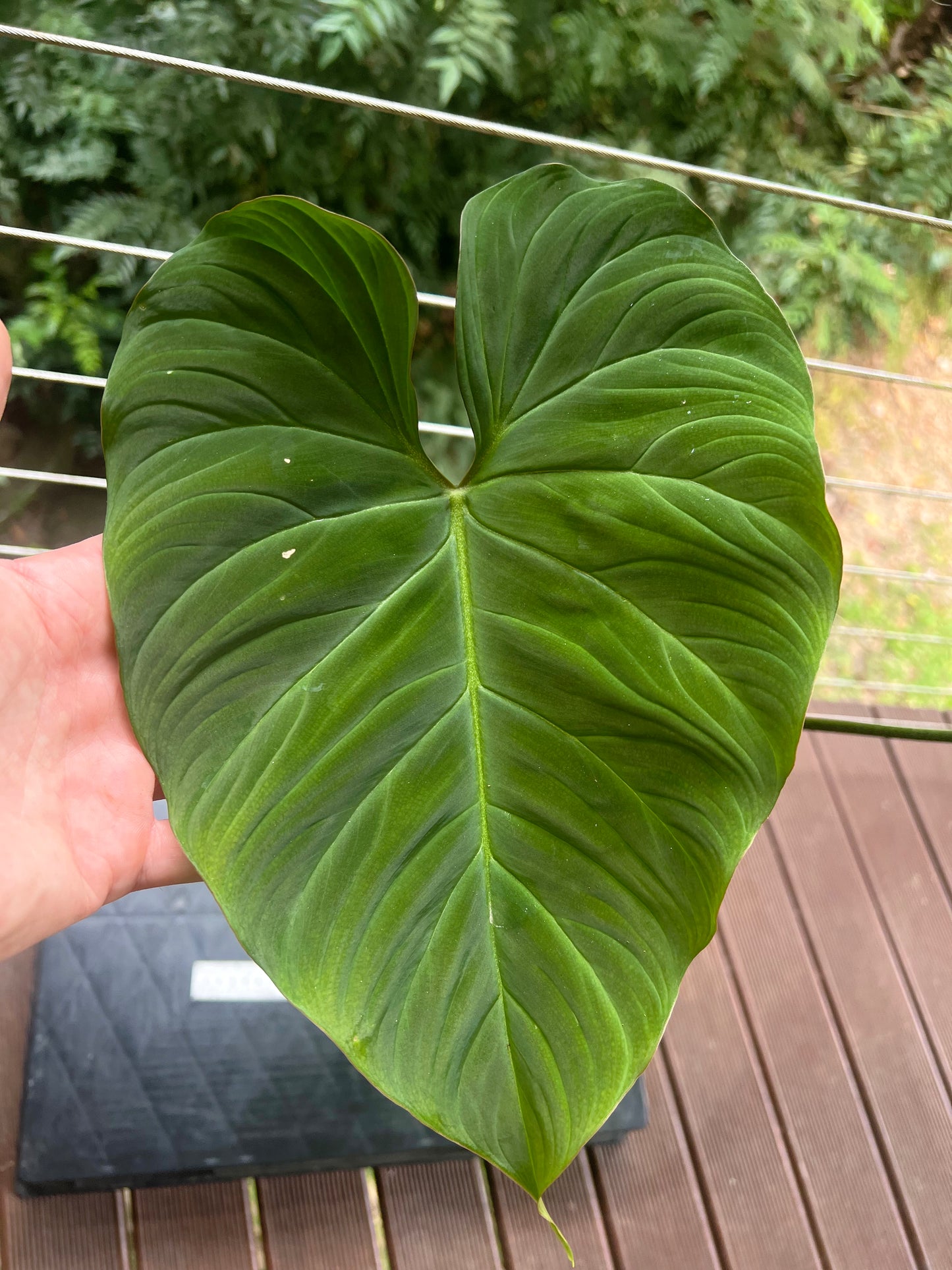 Philodendron Zeus - Large!