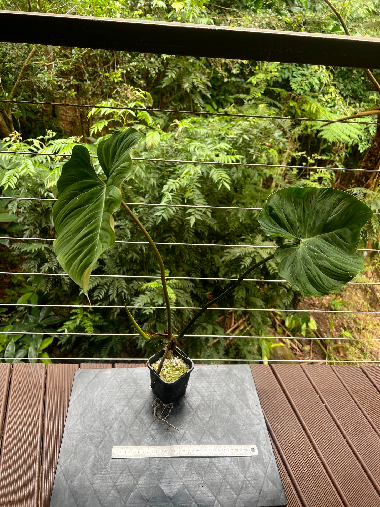 Philodendron Zeus - Large!