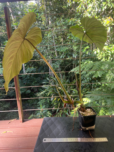 Philodendron Zeus - Large!
