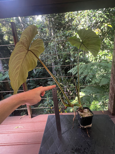 Philodendron Zeus - Large!