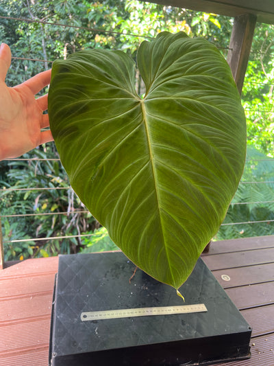Philodendron Zeus - Large!