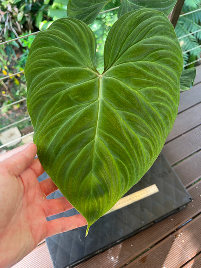 Philodendron Zeus - Large!