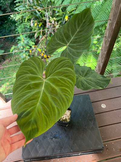 Philodendron Zeus - Large!