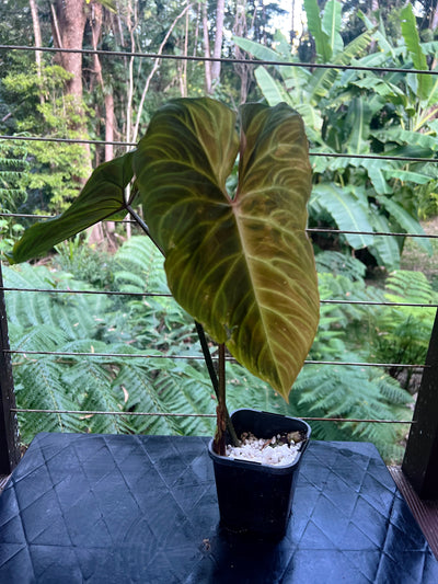 Philodendron Zeus - Large!