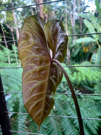 Philodendron Zeus - Large!