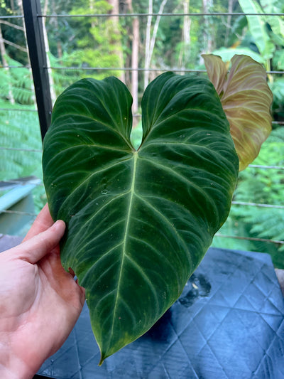 Philodendron Zeus - Large!