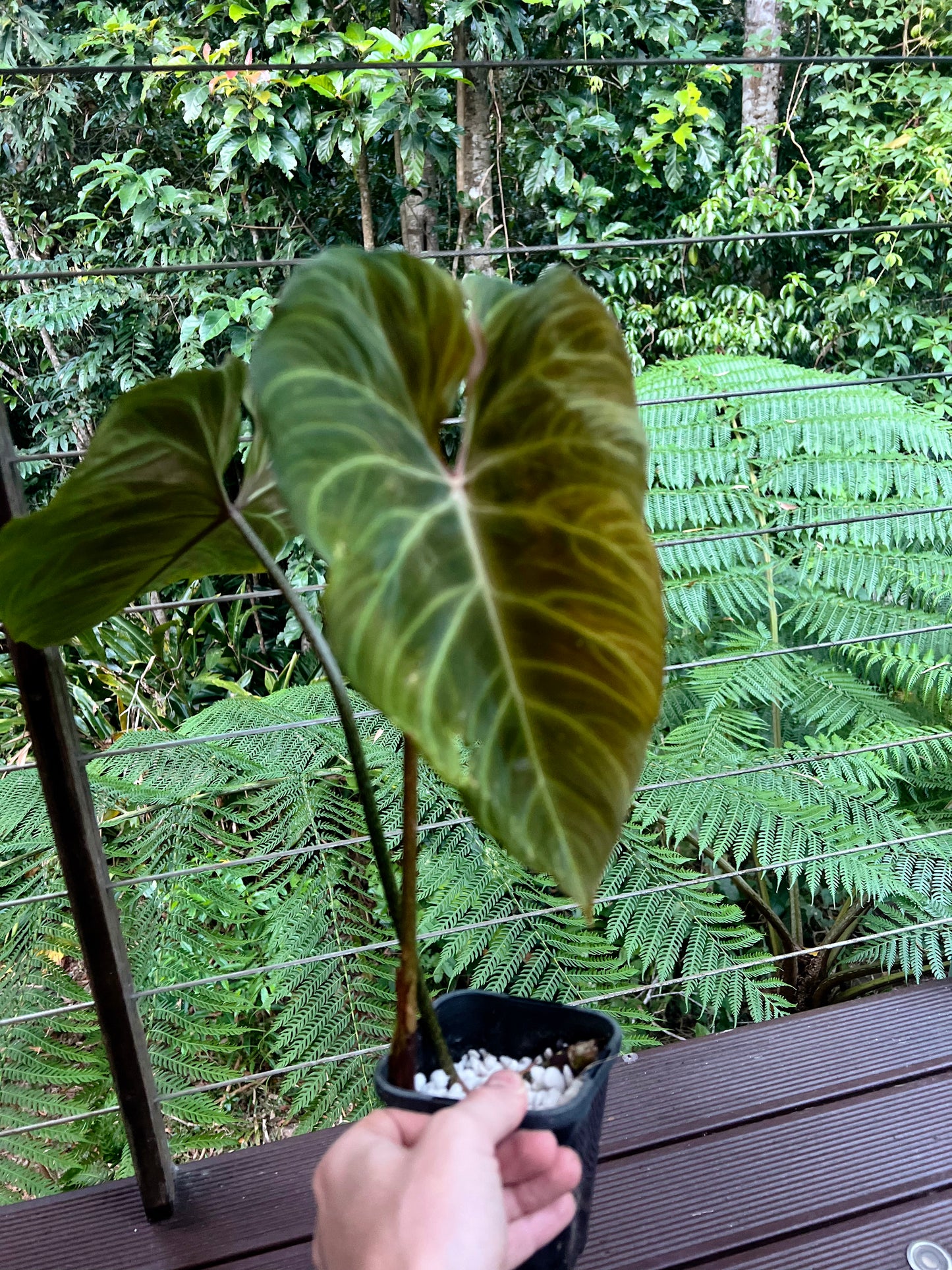 Philodendron Zeus - Large!