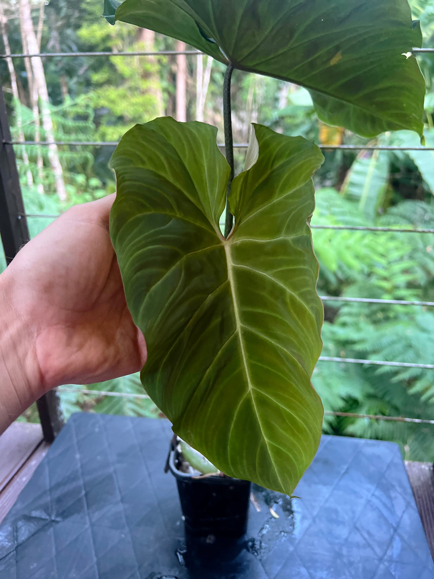 Philodendron Zeus - Large!