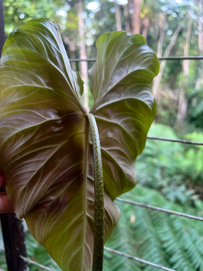 Philodendron Zeus - Large!