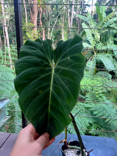 Philodendron Zeus - Large!