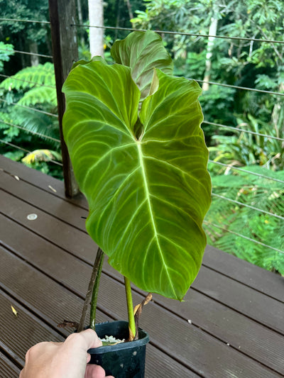 Philodendron Zeus - Large!