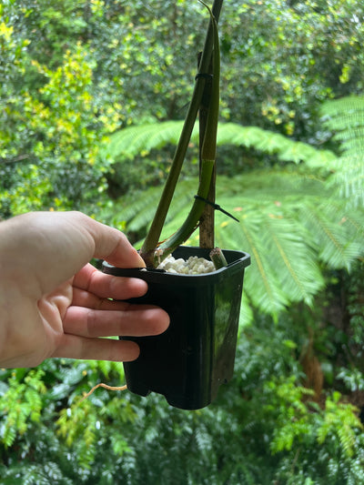 Philodendron Zeus