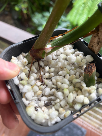 Philodendron Zeus