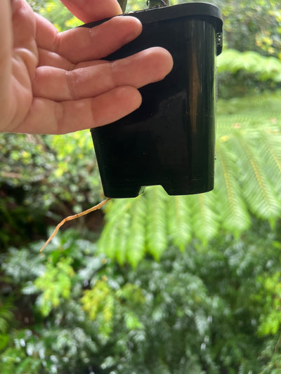 Philodendron Zeus