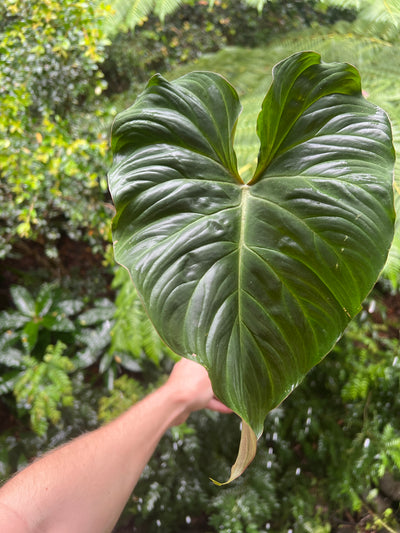 Philodendron Zeus